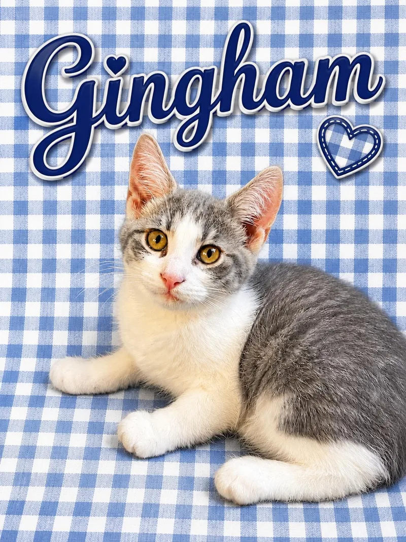 Gingham