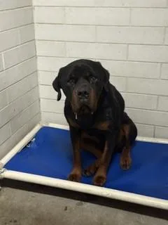 An adult large-sized male Rottweiler dog named Duke for adoption in Stockton, CA