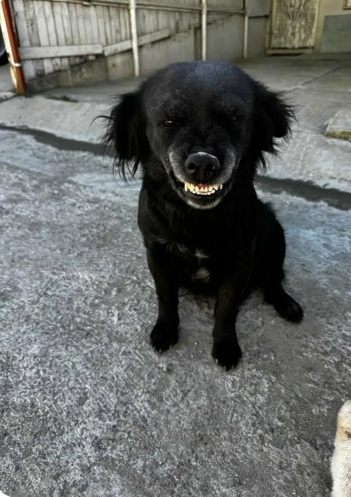 An adult small-sized female Gray / Blue / Silver Terrier dog named Romy for adoption in Escondido, CA