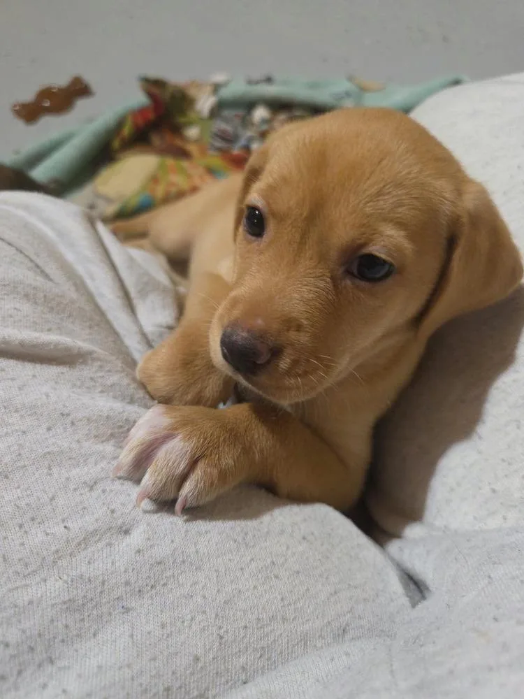 A baby medium-sized female White / Cream Mixed Breed dog named Peach for adoption in Dorr, MI