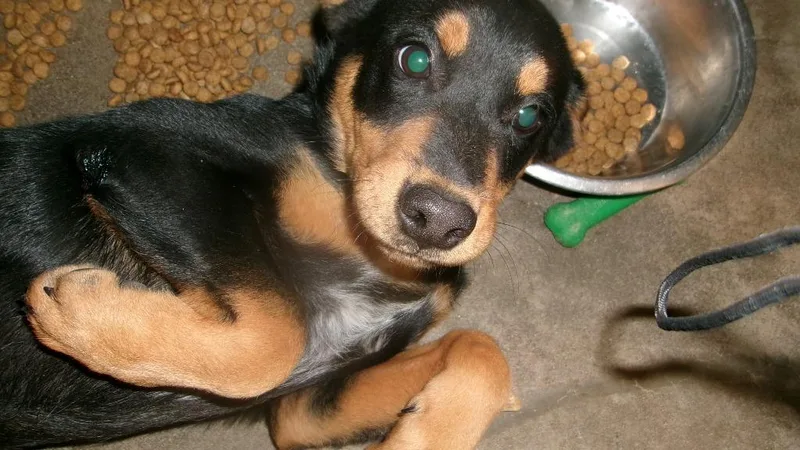 A baby small-sized male Shepherd dog named Lil Bear for adoption in Winslow, AZ