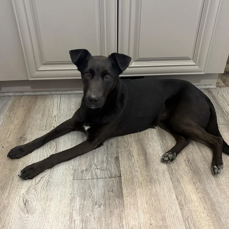 An adult medium-sized female Black Labrador Retriever dog named Nadia for adoption in Commerce City, CO