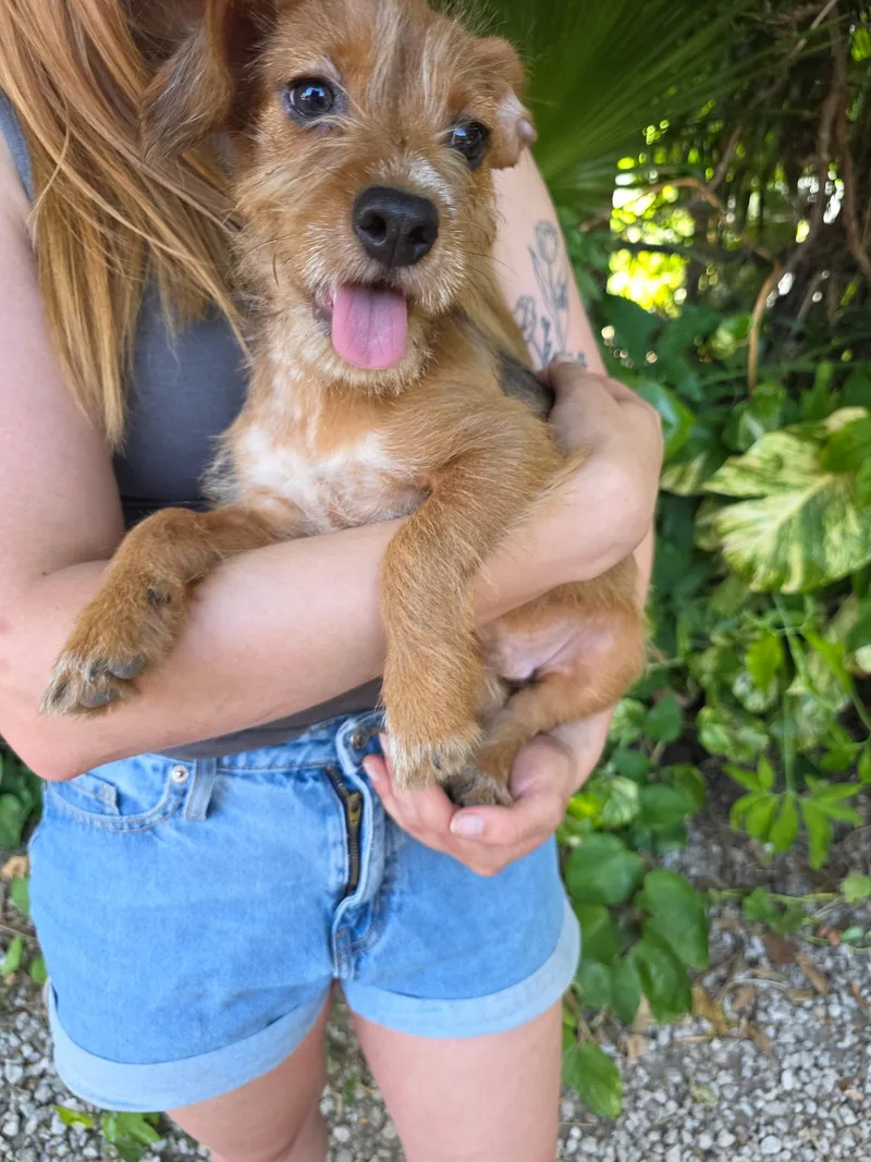 A baby small-sized male Wirehaired Dachshund dog named Howie for adoption in Miami, FL