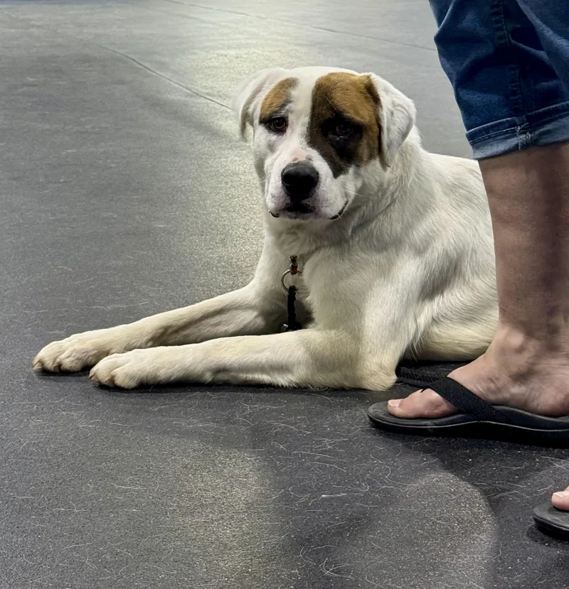 An adult large-sized male Saint Bernard dog named Joe for adoption in Fulton, NY