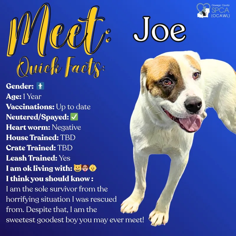Joe thumbnail 3