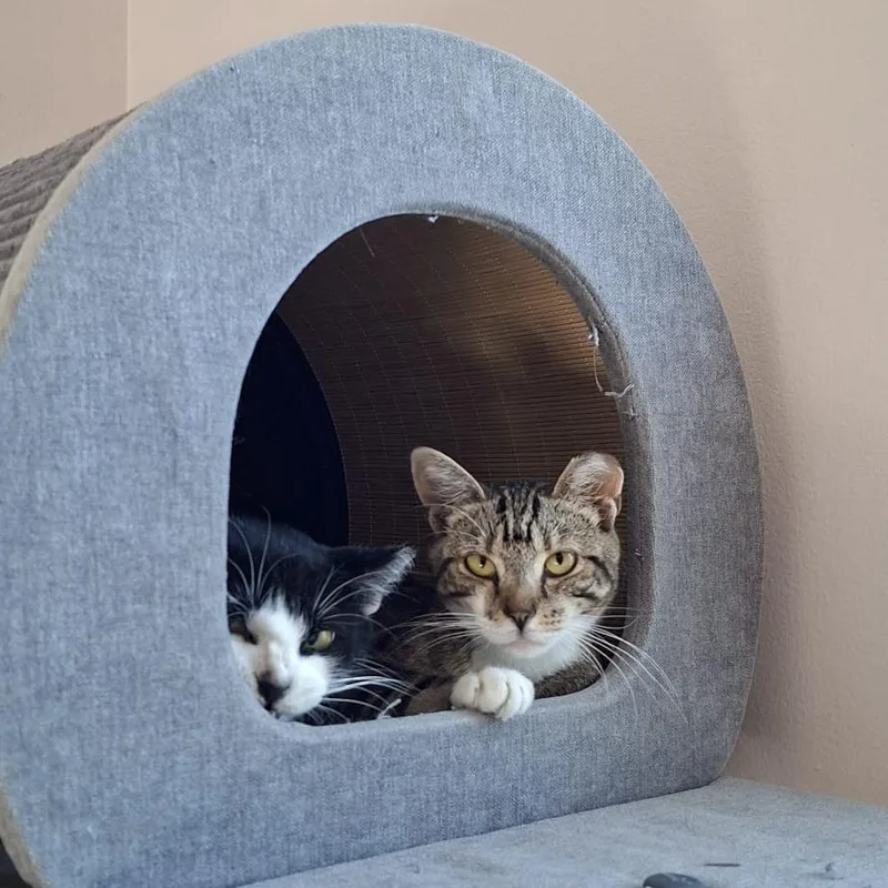 A young small-sized female Brown / Chocolate American Shorthair cat named Potato for adoption in Brooklyn, NY