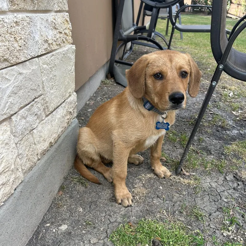 Western Willie thumbnail 2