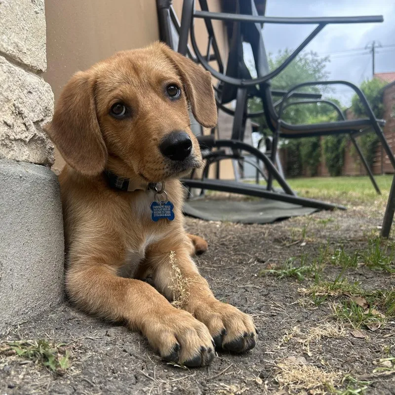 Western Willie thumbnail 3