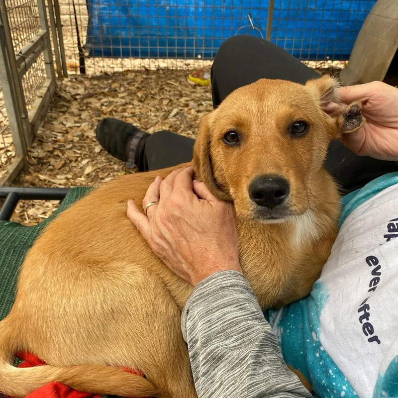 Western Willie thumbnail 4