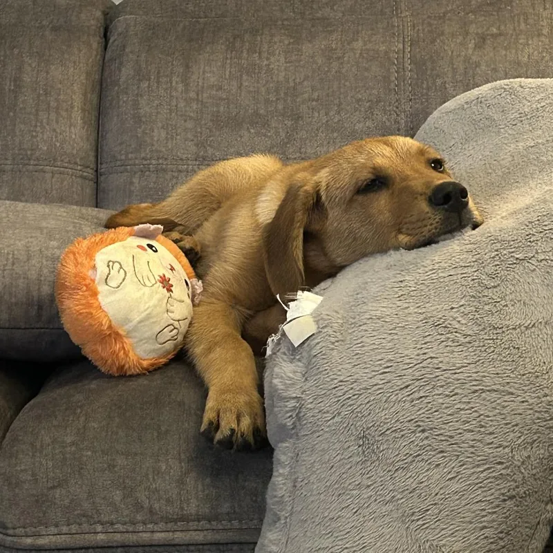 Western Willie thumbnail 5