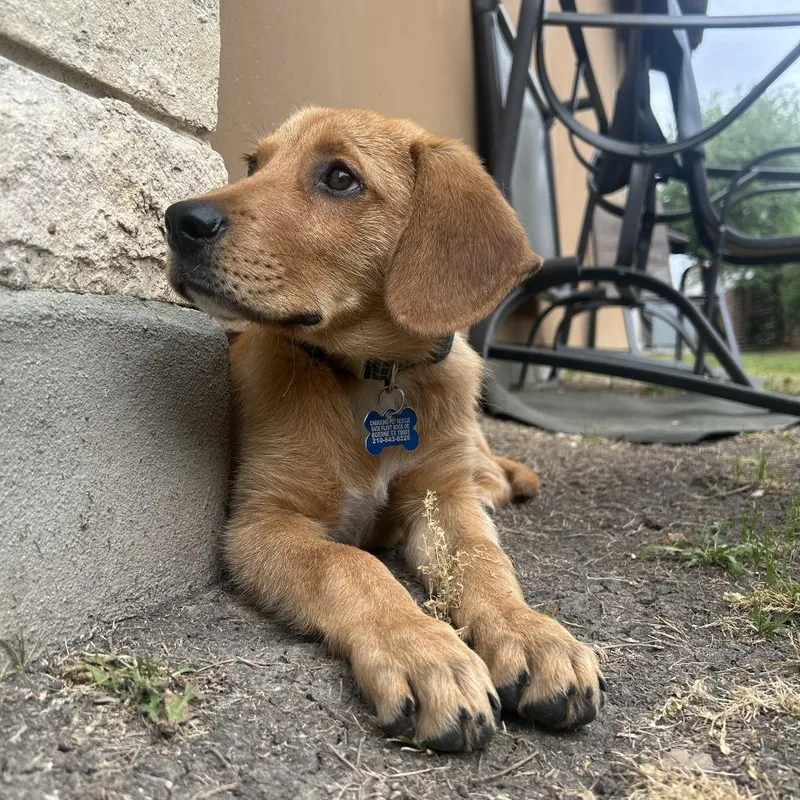 Western Willie thumbnail 6