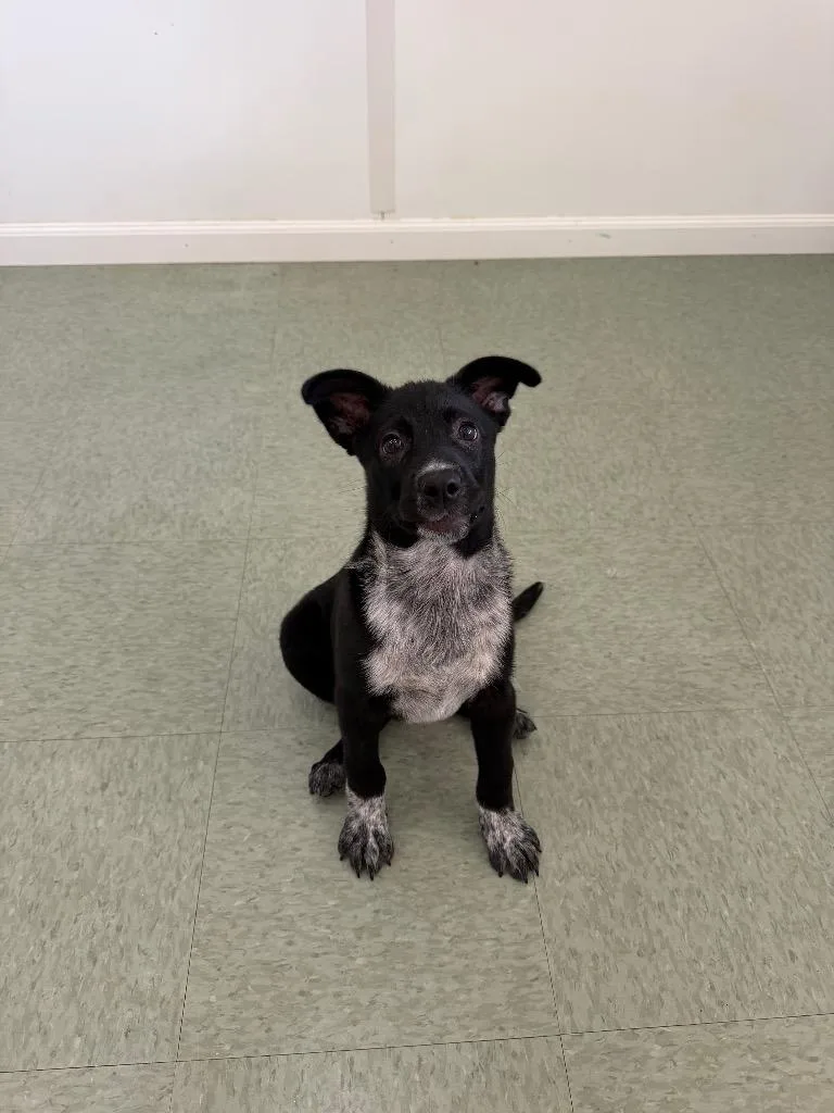 A baby medium-sized female Cattle Dog dog named Chickpea for adoption in Danielsville, GA
