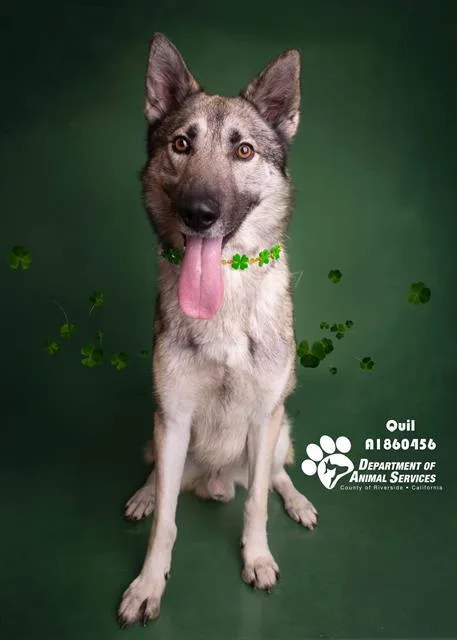 An adult large-sized male Siberian Husky dog named Quil for adoption in Riverside, CA