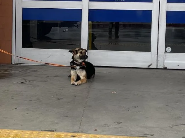 A young small-sized female German Shepherd Dog dog named Princess for adoption in Riverside, CA
