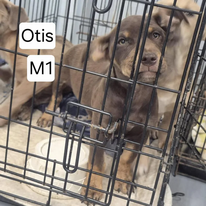 Otis