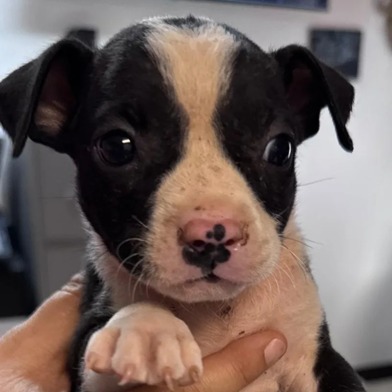 A baby medium-sized female White / Cream Terrier dog named Peggy for adoption in Waxhaw, NC