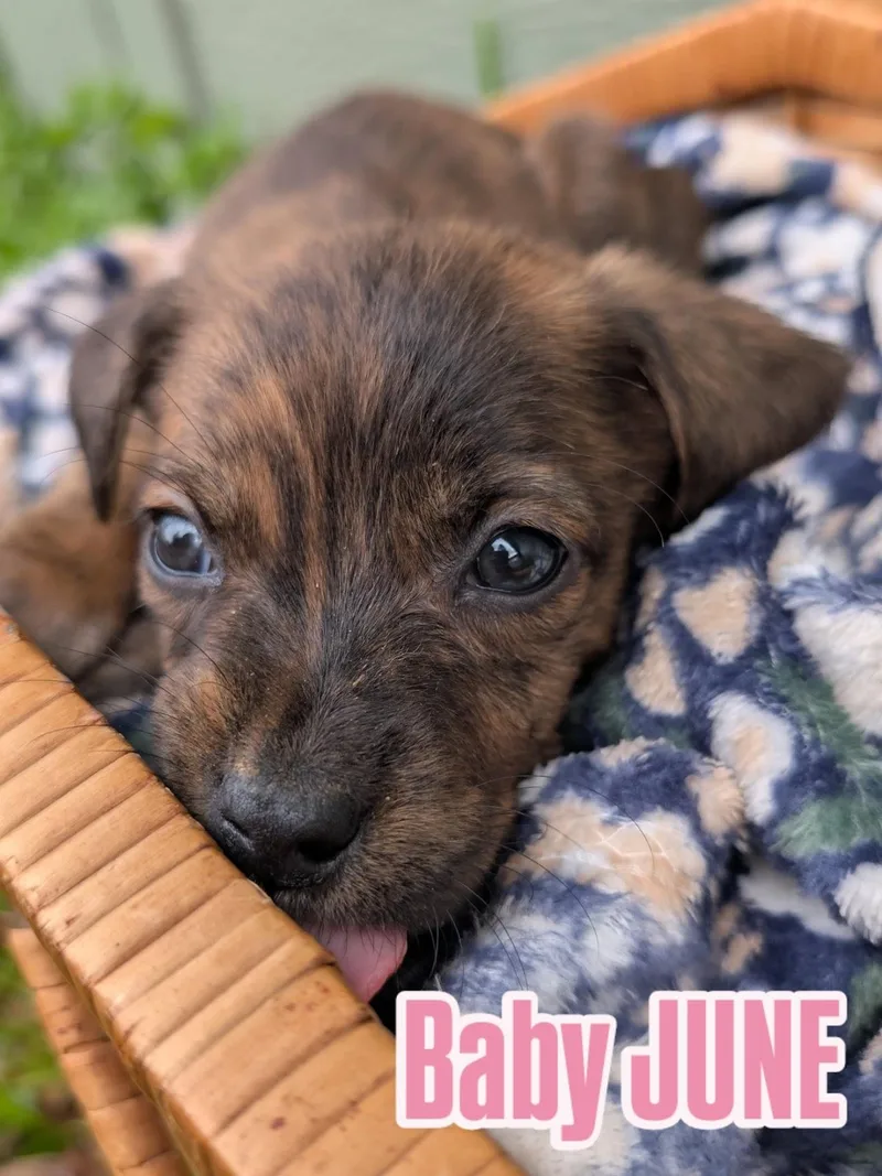 Baby June thumbnail 2