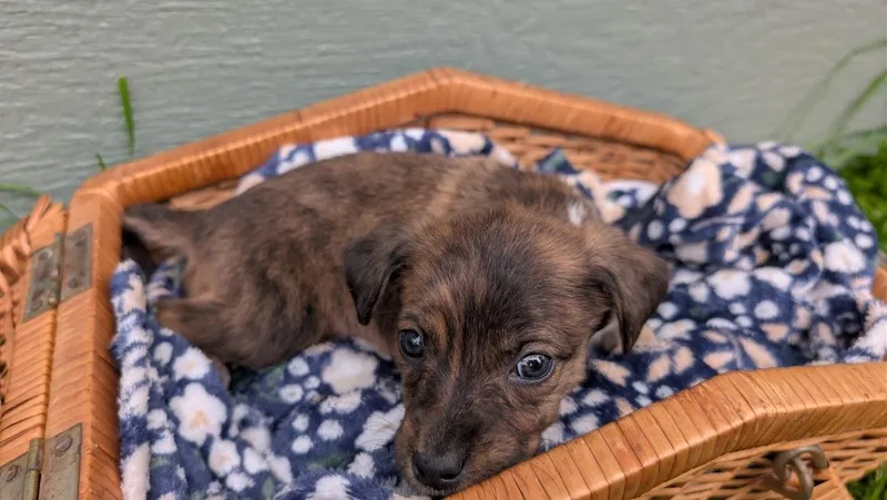 Baby June thumbnail 5