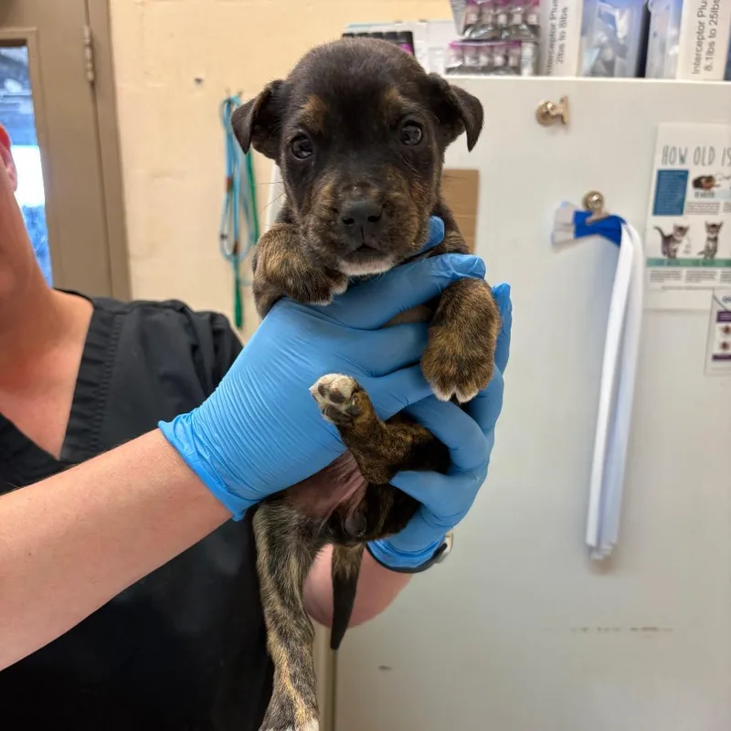 A baby small-sized female Black Pit Bull Terrier dog named Taija for adoption in Birmingham, AL
