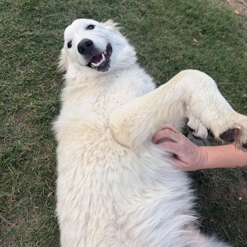A baby large-sized male Great Pyrenees dog named Doug for adoption in Pflugerville, TX