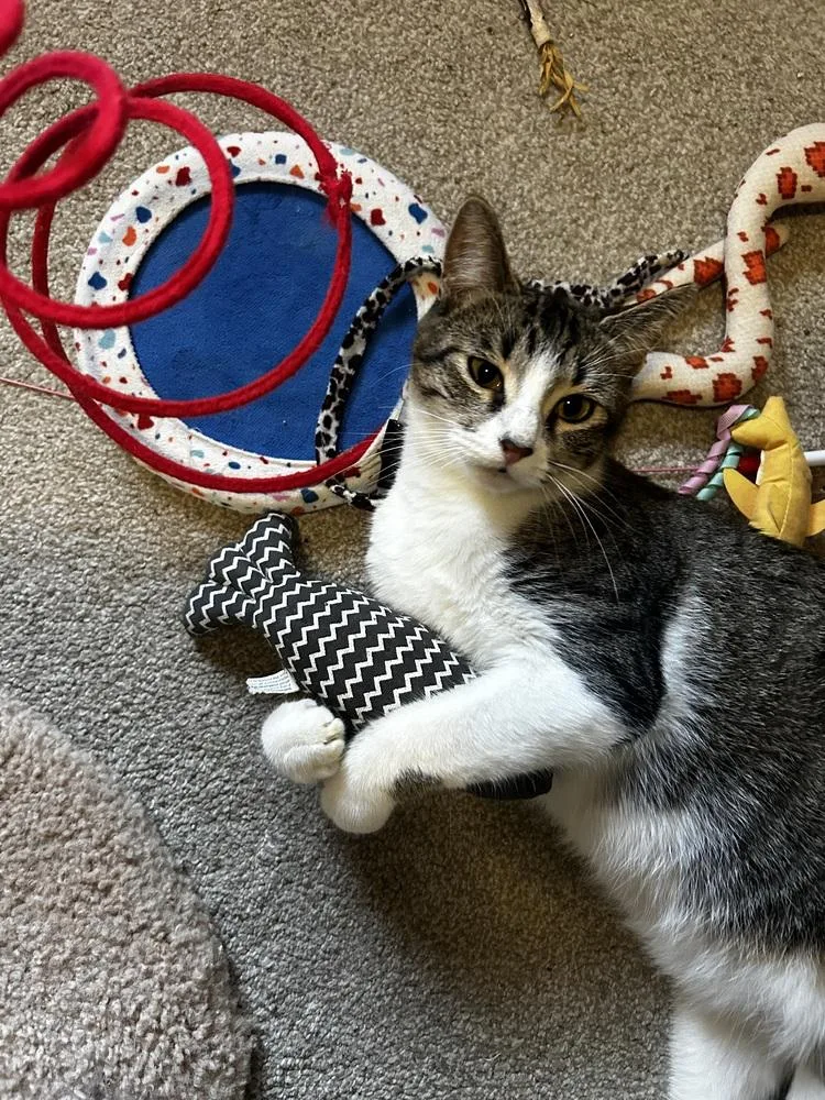 A young medium-sized female Domestic Short Hair cat named Salsa for adoption in Clinton Township, MI
