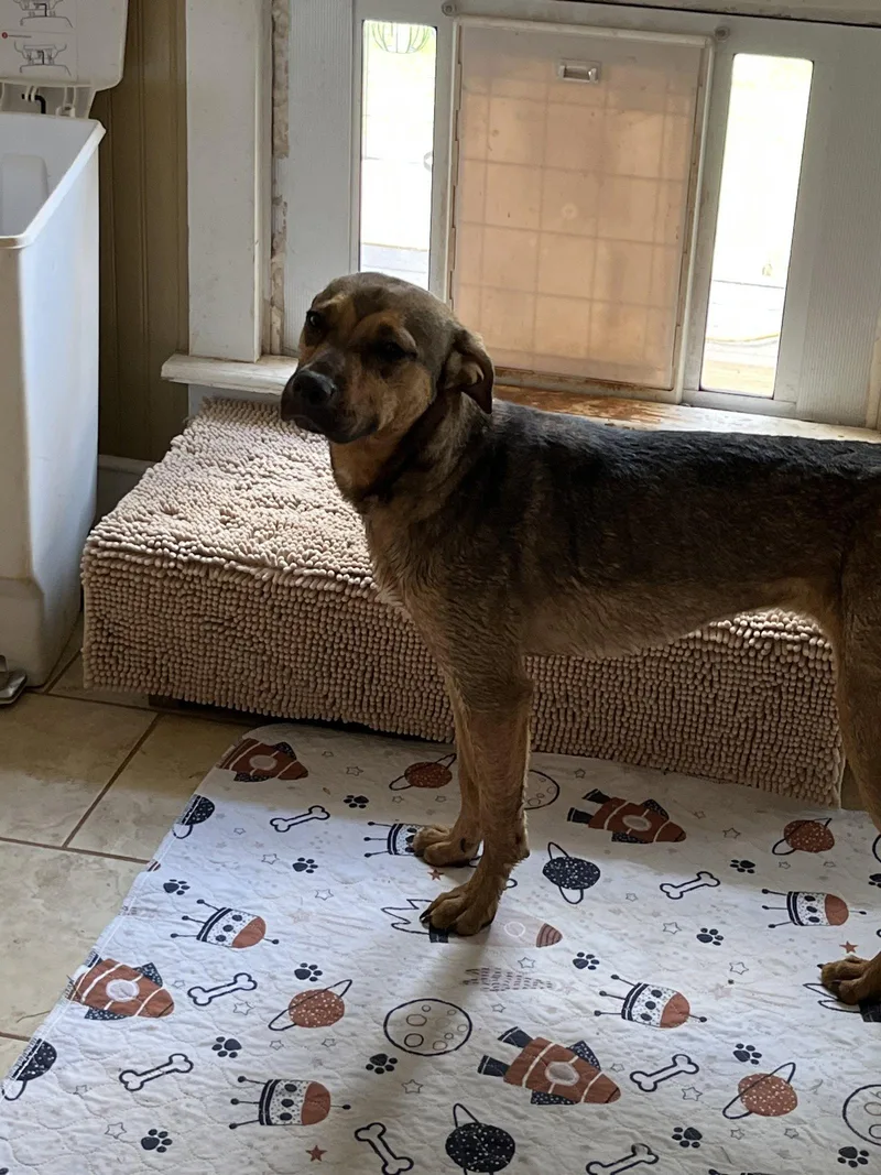 A young medium-sized female Shepherd dog named Evie for adoption in Rural Hall, NC