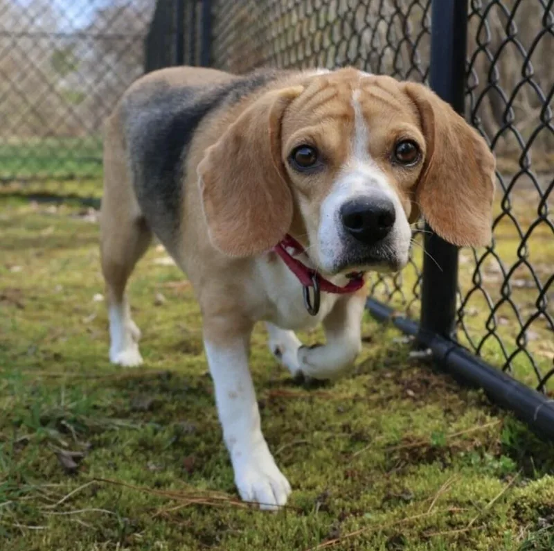 Ms Pelekai thumbnail 2