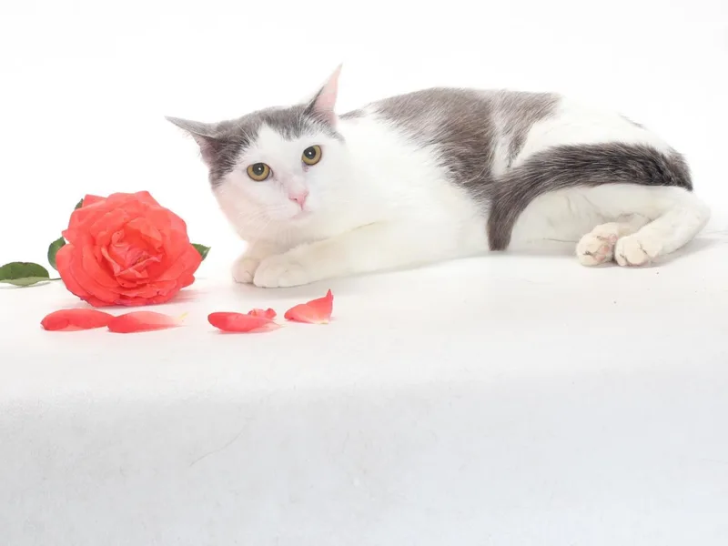 A young medium-sized male Domestic Short Hair cat named Elton for adoption in Burbank, CA