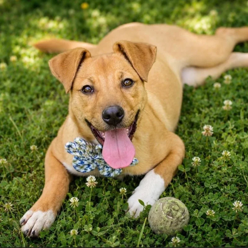 A young medium-sized male Yellow / Tan / Blond / Fawn Mixed Breed dog named Thacker for adoption in Little Rock, AR