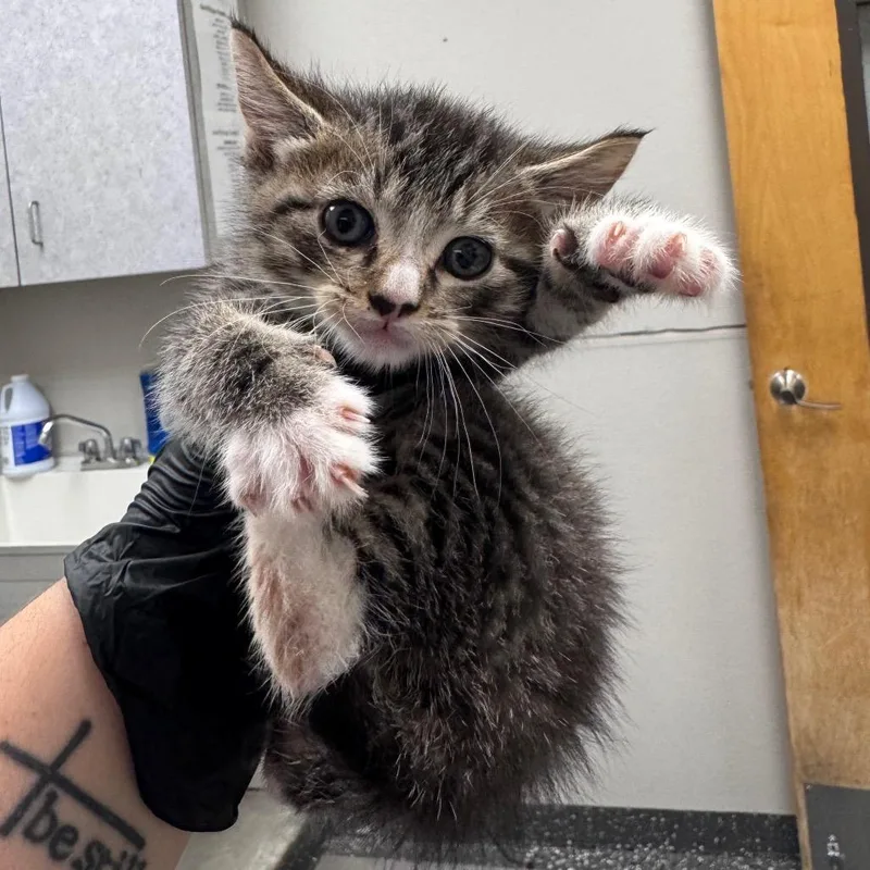 A baby small-sized male Brown / Chocolate Domestic Short Hair cat named Pooh for adoption in Columbiana, AL