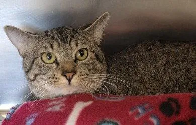 A young large-sized male Domestic Short Hair cat named Ca  Jambalaya for adoption in Glen Allen, VA