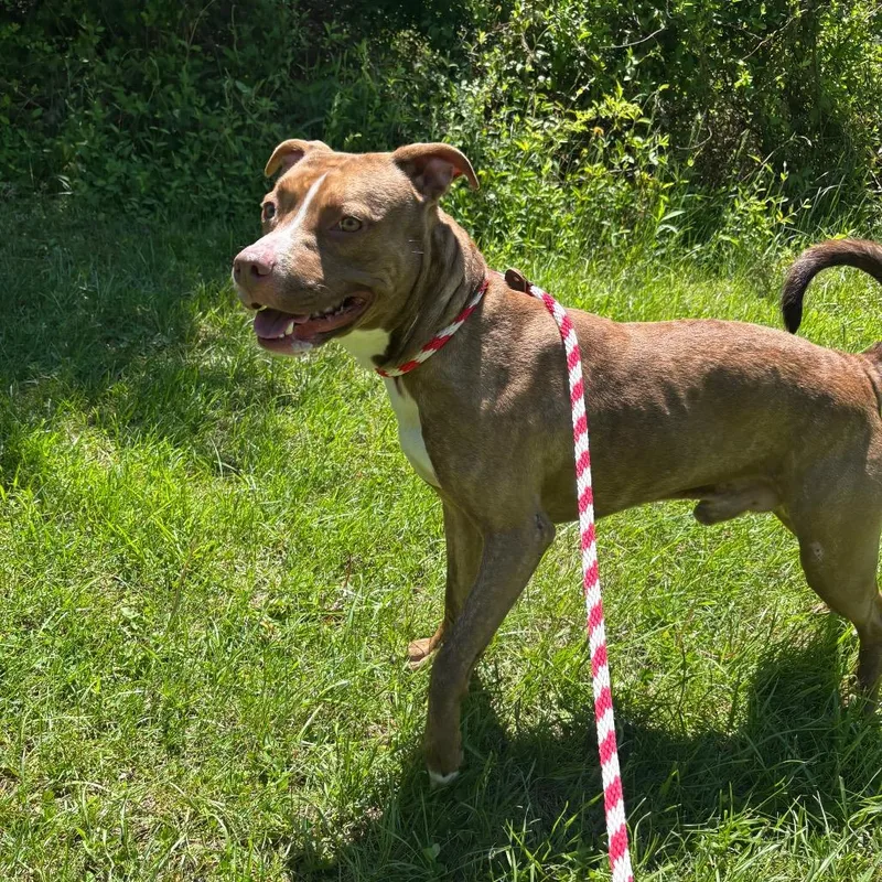 An adult medium-sized male Brown / Chocolate Pit Bull Terrier dog named Neo for adoption in York, PA