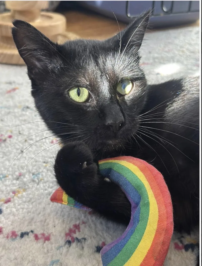 An adult large-sized male Black Extra-Toes Cat / Hemingway Polydactyl cat named Moet the incredible for adoption in Bronx, NY