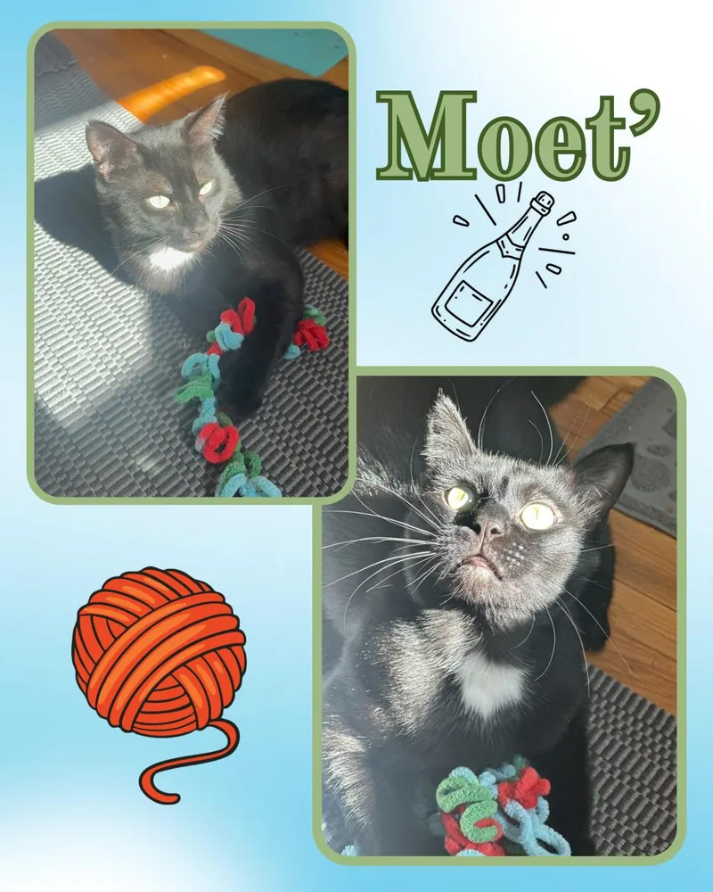 Moet  the incredible thumbnail 3