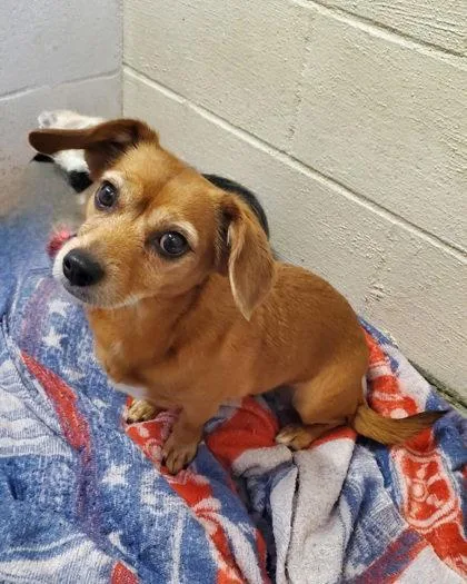 An adult small-sized female Dachshund dog named Lily for adoption in Lake City, MI