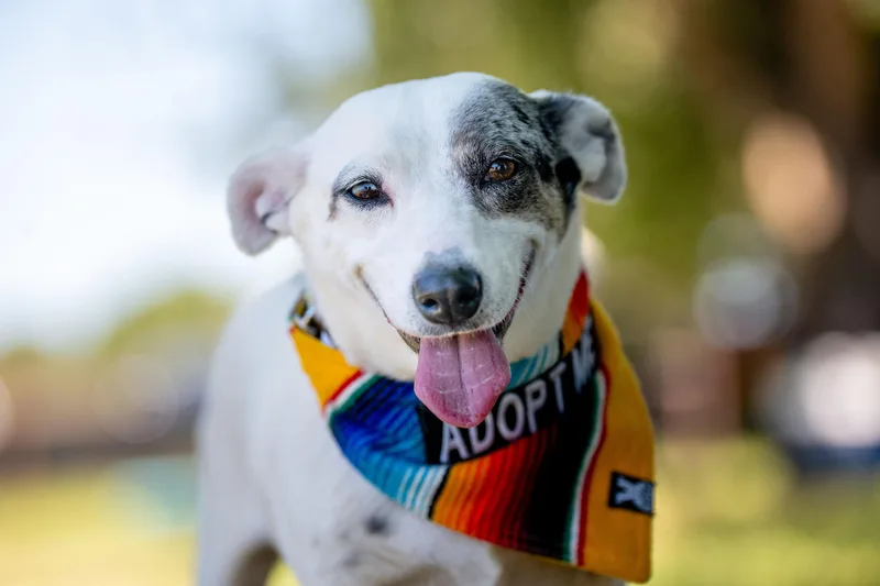 An adult small-sized female White / Cream Dachshund dog named Luna for adoption in Santa Rosa, CA