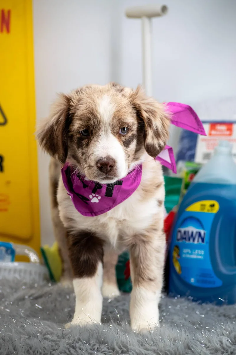 Princess Polish thumbnail 2