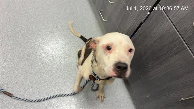 A young medium-sized male Pit Bull Terrier dog named A for adoption in Ocala, FL