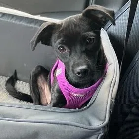 Pepper