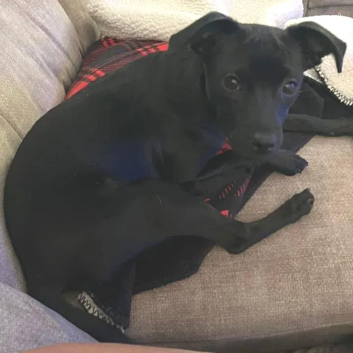 Pepper thumbnail 2