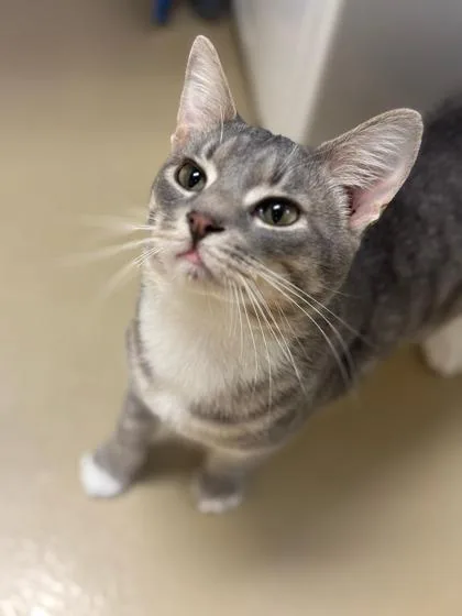 Corbin  `a Priority thumbnail 2