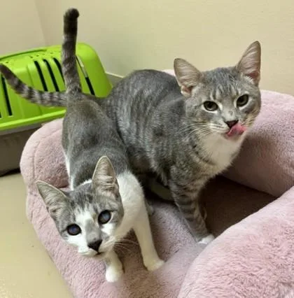 Corbin  `a Priority thumbnail 4