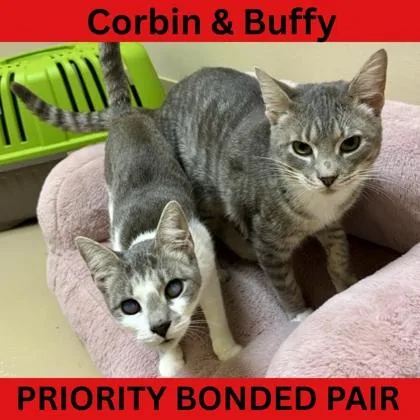 Corbin  `a Priority thumbnail 5