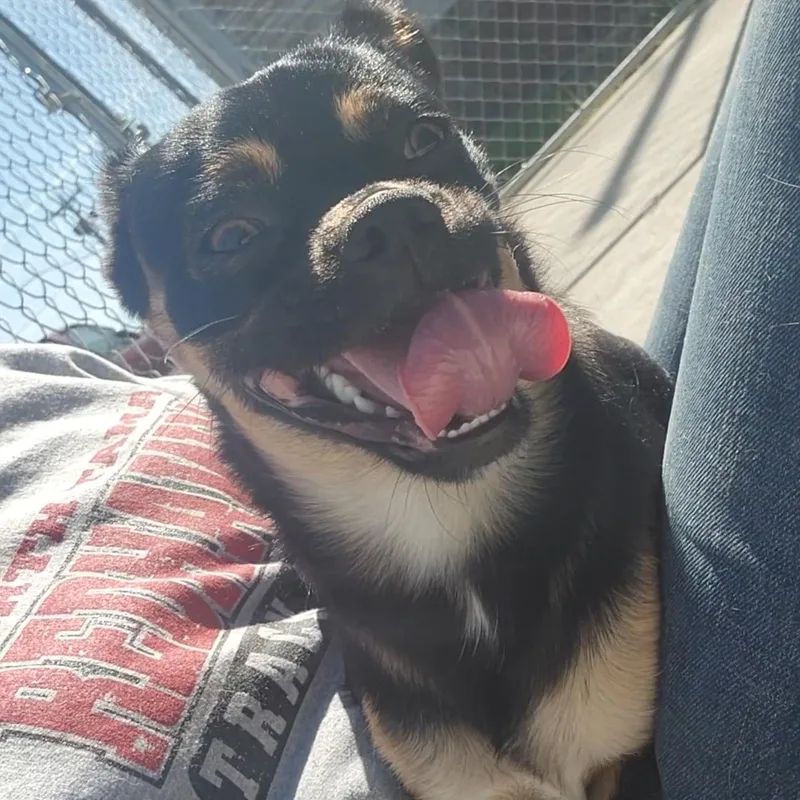 An adult small-sized male Tricolor (Brown, Black, & White) Pug dog named Stimpy for adoption in Tama, IA