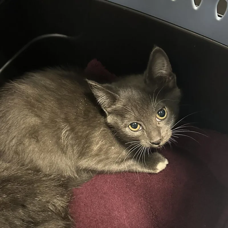 A baby small-sized female Domestic Short Hair cat named Sydney for adoption in Tacoma, WA