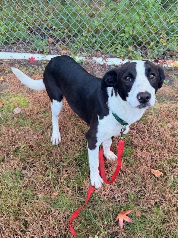A baby medium-sized female Mixed Breed dog named Penny for adoption in Carneys Point, NJ