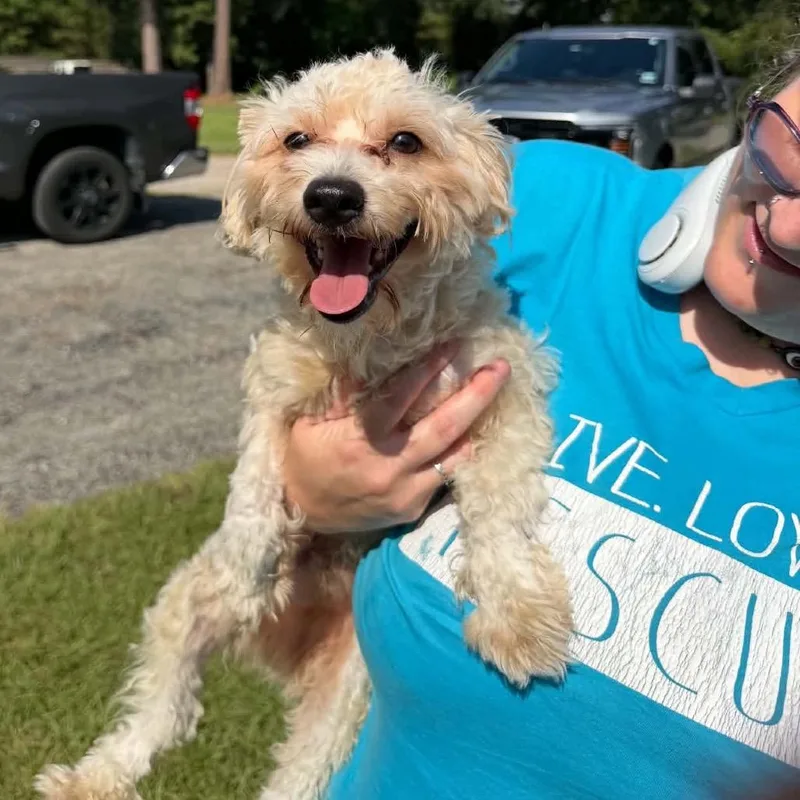 A young small-sized male White / Cream Maltese dog named Samuel Elliott for adoption in Houston, TX
