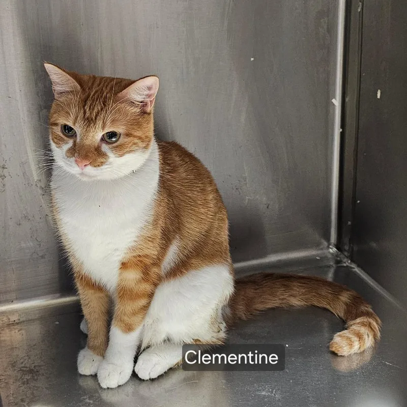 A young small-sized female Orange / Red Domestic Short Hair cat named Clementine for adoption in mount vernon, AR