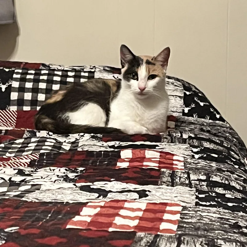 A young medium-sized female Calico Domestic Short Hair cat named Develon for adoption in Mechanicsburg, PA