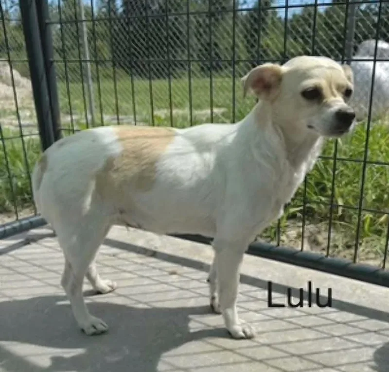 Lulu thumbnail 2